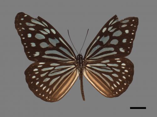 Ideopsis similis[琉球青斑蝶][00027402]