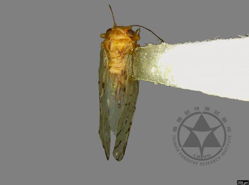 <已分類>Family：Psyllidae[木蝨科][00078156]