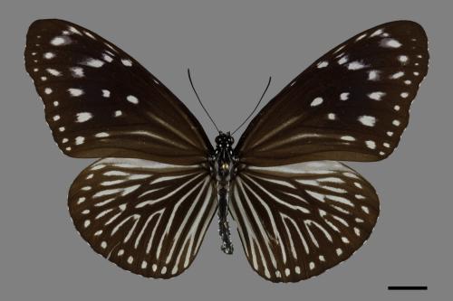 Euploea mulciber barsine[端紫斑蝶][00093802]