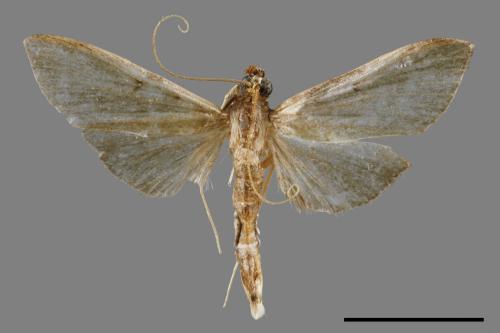<已分類>Family：Crambidae[草螟科][00066710]