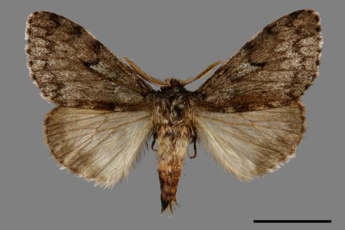 Lymantria umbrifera[L紋灰毒蛾][00053662]