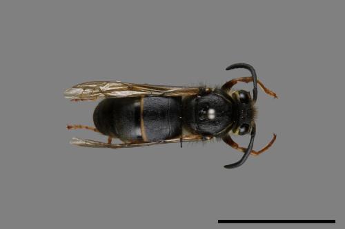 Vespula flaviceps[細黃胡蜂][00073127]