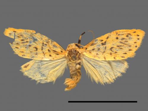 Asura alikangiae[關山豔苔蛾][00053582]