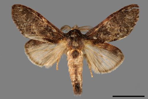 Vaneeckeia pallidifascia centrobrunnea[褐丸舟蛾][00056456]