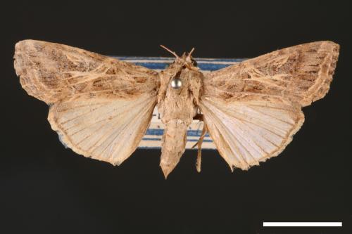 Spodoptera litura[斜紋夜蛾][00002828]