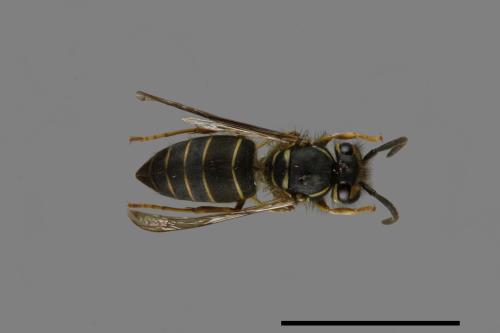 Vespula flaviceps[細黃胡蜂][00073322]