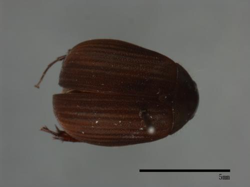 <已分類>Family：Scarabaeidae[金龜子科][00084185]