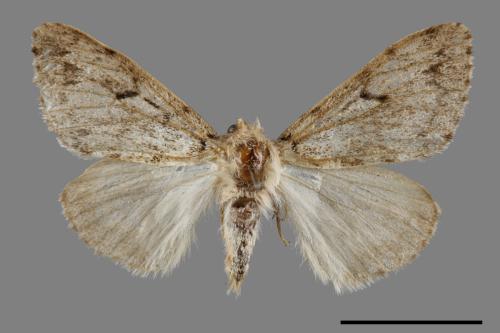 Lymantria grisea kosemponis[L紋褐毒蛾][00057654]