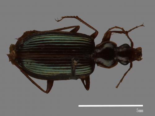 <已分類>Family：Carabidae[步行蟲科][00092703]