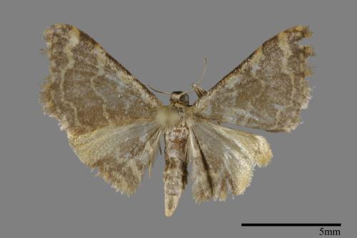 <已分類>Genus：Idaea[00093110]
