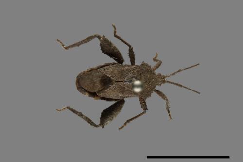 Acanthocoris scaber[瘤緣蝽][00075300]