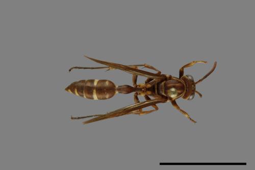 Parapolybia nodosa[叉胸異腹胡蜂][00078782]