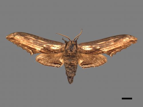 Langia zenzeroides formosana[臺灣鋸翅天蛾][00016998]