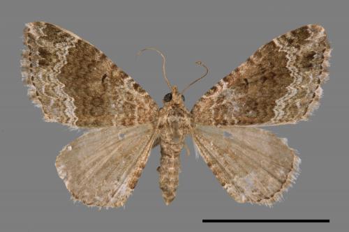 Xanthorhoe saturata[皺紋瑟波尺蛾][00056959]