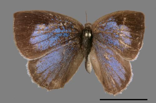 Arhopala ganesa formosana[白底青小灰蝶][00015388]