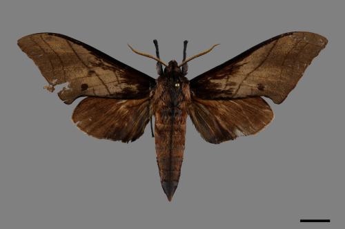 Marumba cristata bukaiana[直翅六點天蛾][00094804]