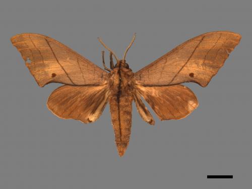 Marumba cristata bukaiana[直翅六點天蛾][00105541]