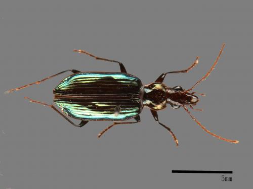 <已分類>Family：Carabidae[步行蟲科][00046303]