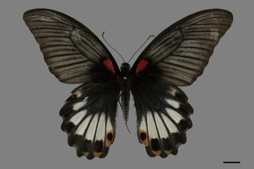 Papilio memnon heronus[大鳳蝶][00093796]