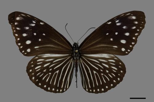 Euploea mulciber barsine[端紫斑蝶][00102019]