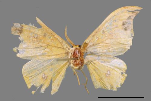 Tridrepana unispina[白點黃鉤蛾][00047904]