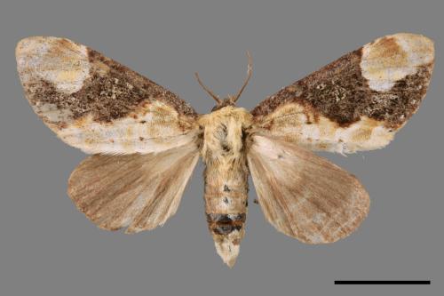 Formofentonia orbifer rotundata[圓紛舟蛾][00055907]