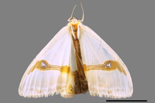 Macrocilix mysticata flavotincta[啞鈴帶鉤蛾][00055020]