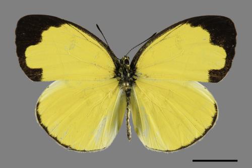 Eurema hecabe hobsoni[荷氏黃蝶][00094057]