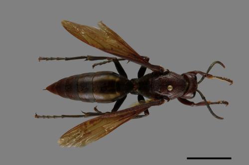 Polistes gigas[巨長腳蜂][00074376]