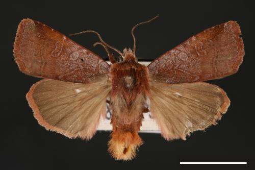 Diarsia subtincta[灰褐歹夜蛾][00000774]