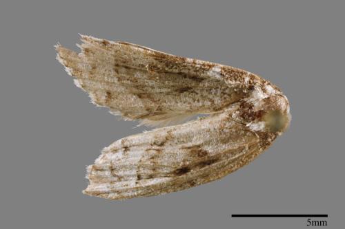 <已分類>Family：Noctuidae[夜蛾科][00008822]