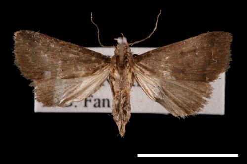 <已分類>Genus：Nodaria[00011285]