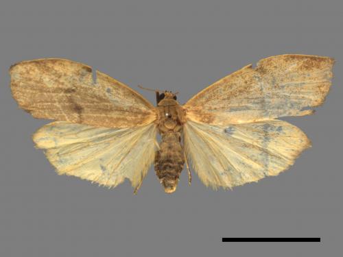 Eilema rubrescens[中條灰苔蛾][00035494]