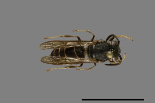 Vespula flaviceps[細黃胡蜂][00073269]