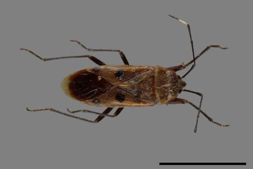 Physopelta quadriguttata[00054230]