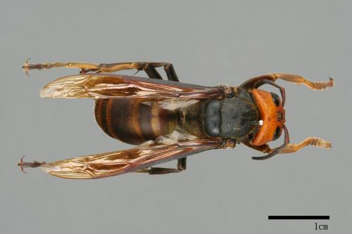 Vespa mandarinia[中華大虎頭蜂][00091097]
