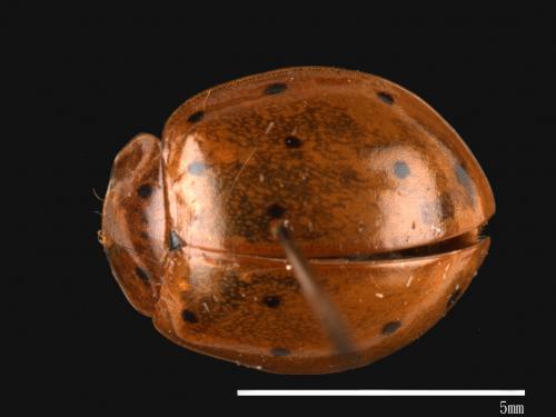 Harmonia sedecimnotata[星點褐瓢蟲][00013086]