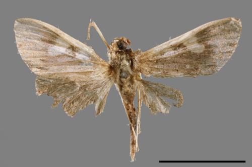 <已分類>Family：Crambidae[草螟科][00051967]