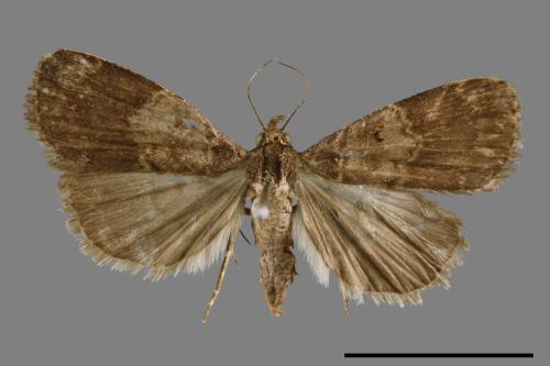 <已分類>Family：Noctuidae[夜蛾科][00010701]