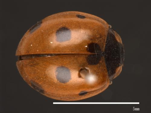 Coccinella septempunctata[七星瓢蟲][00084982]