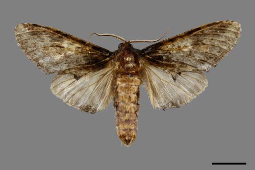 Rachiades albimaculata[蕈紋埔舟蛾][00099872]