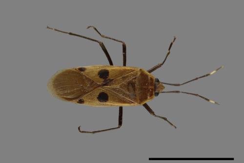 Physopelta quadriguttata[00026121]