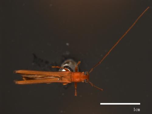 Oberea formosana[蓬萊蘋果天牛][00080366]