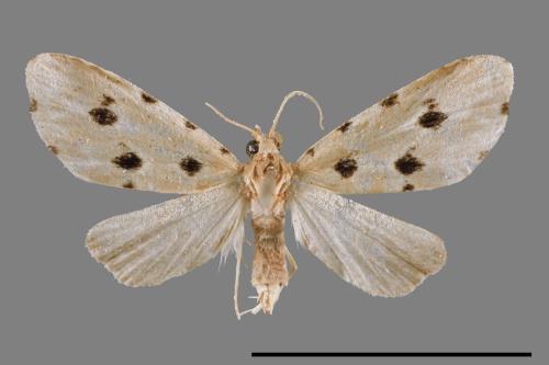 Metaemene atrigutta maculata[麗夜蛾][00009059]