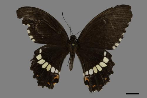 Papilio polytes polytes[玉帶鳳蝶][00093713]