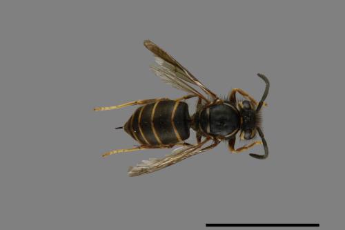 Vespula flaviceps[細黃胡蜂][00073289]