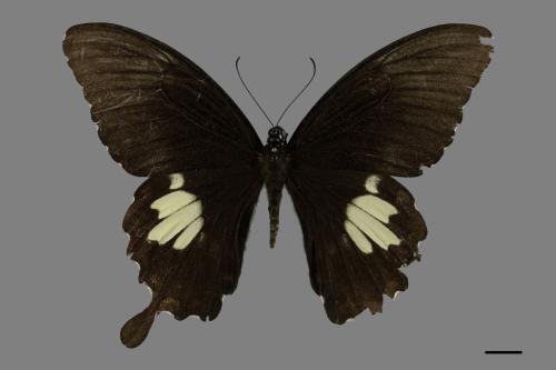 Papilio nephelus chaonulus[臺灣白紋鳳蝶][00101260]