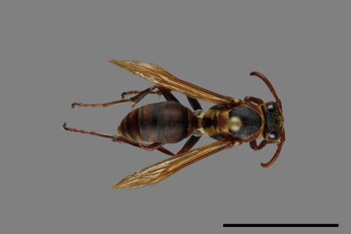 Polistes takasagonus[雙斑長腳蜂][00072718]