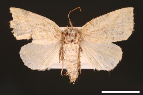 Hylophilodes esakii[00004459]