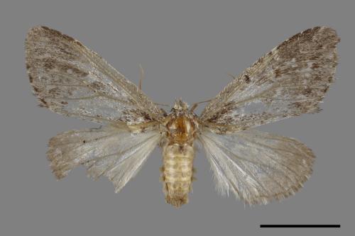 <已分類>Family：Lymantriidae[毒蛾科][00090628]